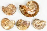 Lot: - Polished Jurassic Ammonites - Pieces #76987-1